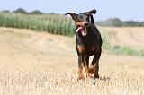 DOBERMANN 977